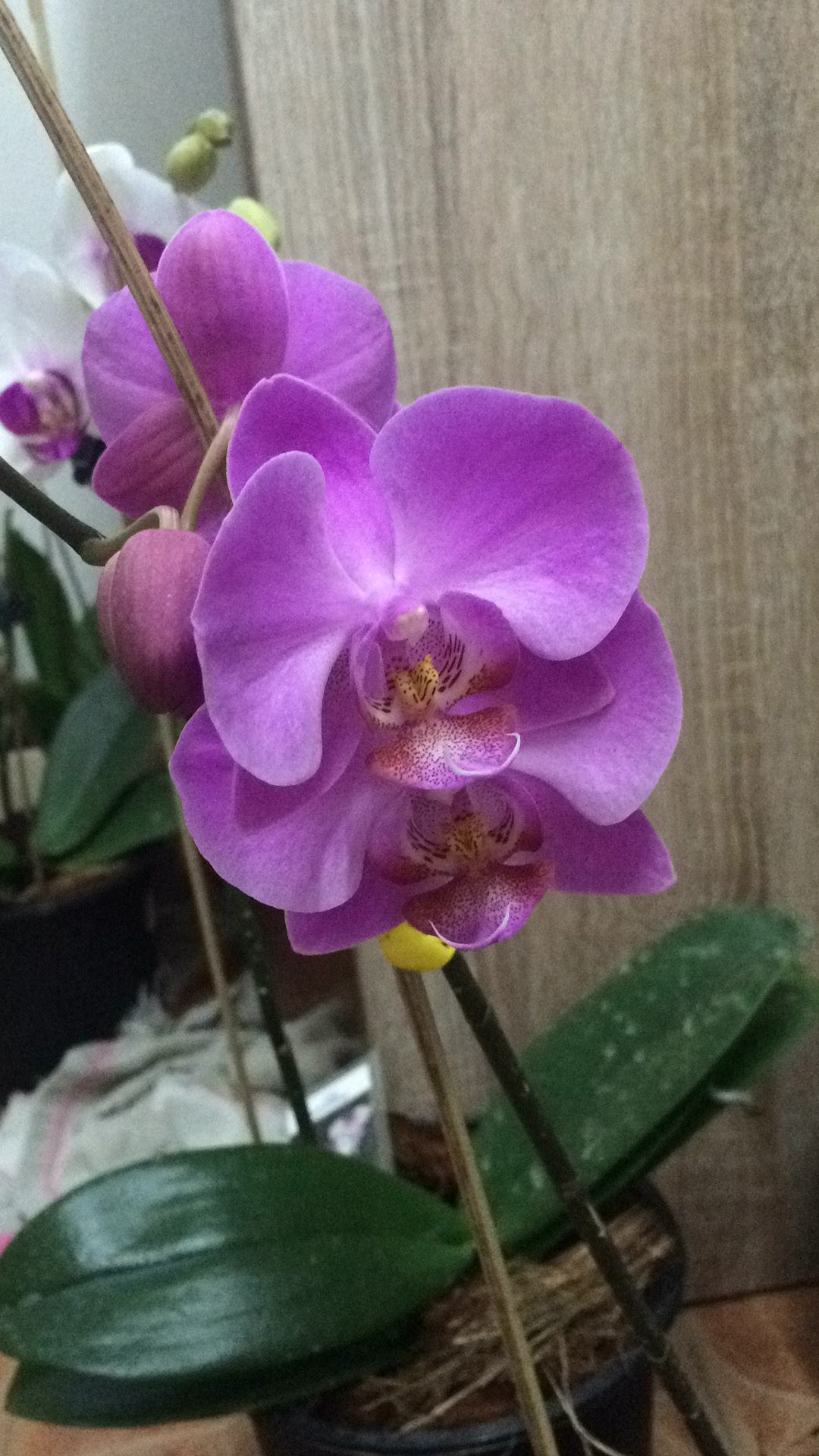 Orchid pic